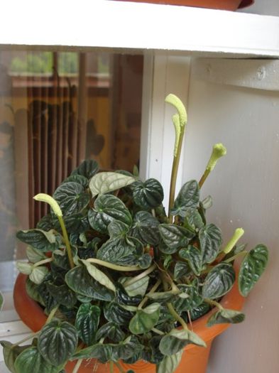 peperomia