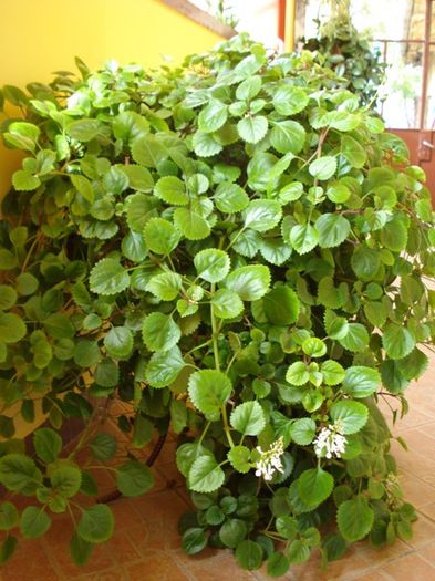 plectranthus australis (1) - PLANTE DE INTERIOR