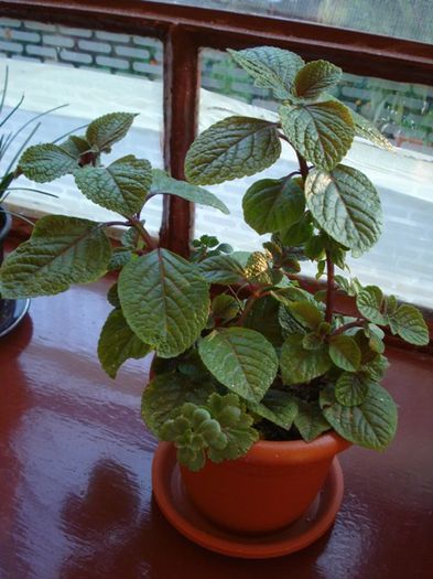 plectranthus ciliatus 'Drege' - PLANTE DE INTERIOR