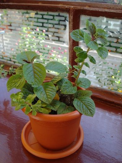 plectranthus - PLANTE DE INTERIOR