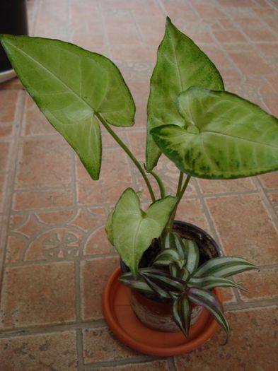 syngonium podophyllum - PLANTE DE INTERIOR