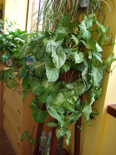 syngonium (2) - PLANTE DE INTERIOR