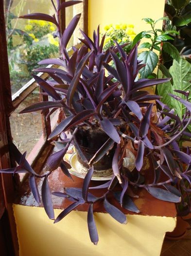 tradescantia pallida (0)