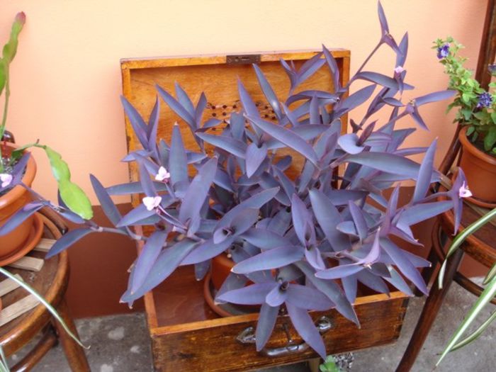 tradescantia pallida (1)