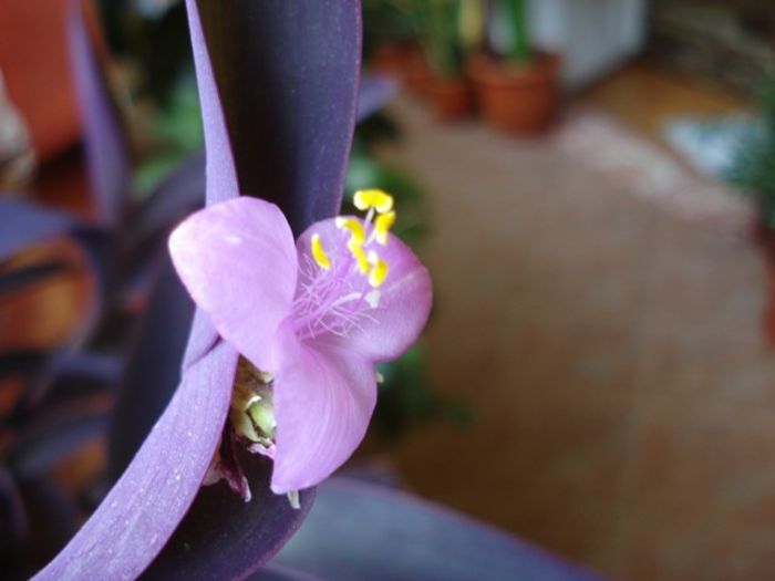 tradescantia pallida (2) - PLANTE DE INTERIOR