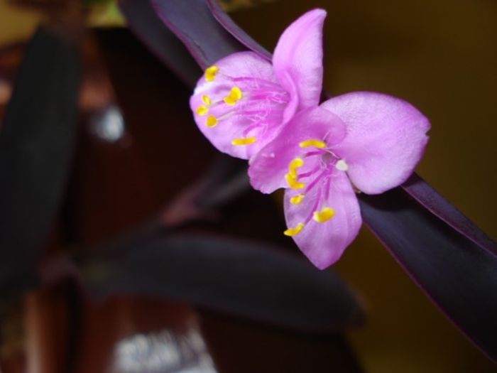 tradescantia pallida (3) - PLANTE DE INTERIOR