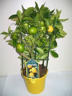 limonella 129ron - pomi citrici de vanzare origine sicilia   PROMOTIE