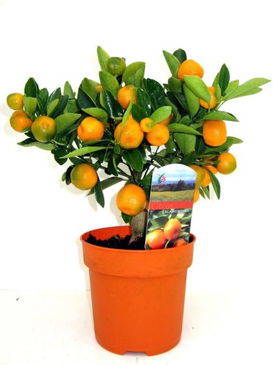 calamondino 60ron - pomi citrici de vanzare origine sicilia   PROMOTIE