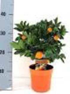 calamondino 49ron