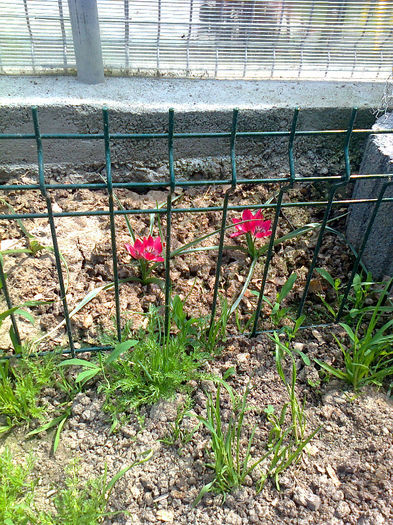 Little Beauty         (pitice)