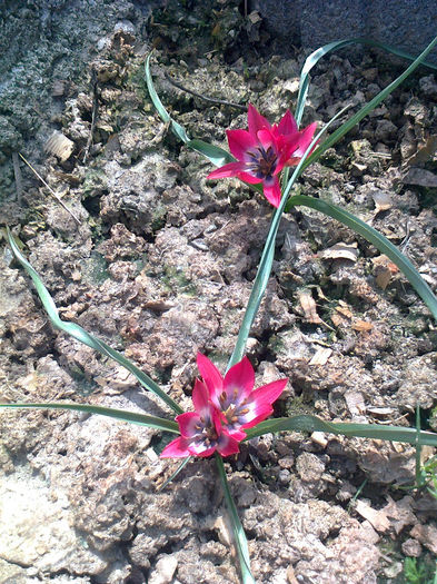 Little Beauty         (pitice)