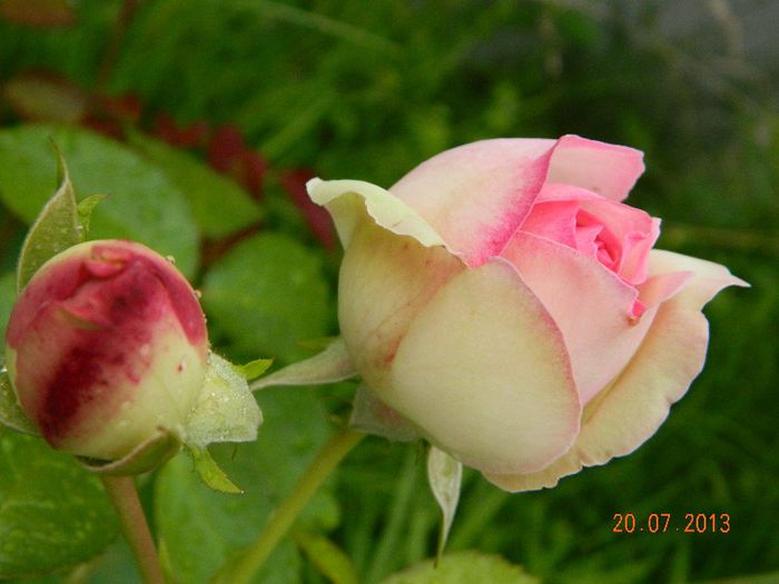 Boboc Eden rose; Trandafir Boboc Eden rose
