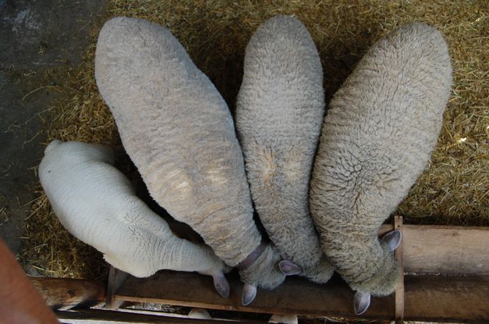 DSC_9526 - merinos