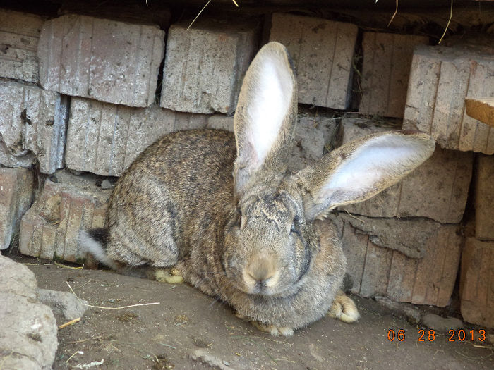 O femela deosebita; A facut mamita si a murit
