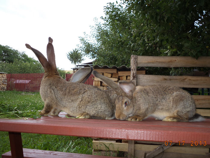 Pui tineri de tinut; din luna Mai
