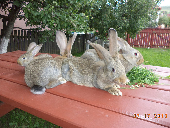 Pui din luna Mai; de la iepuroaica mare de la Brugger
