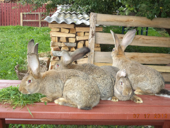 Pui tineri din martie