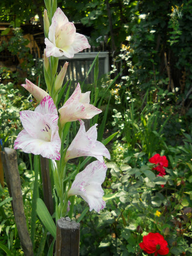 GLADIOLA ALBA - flori