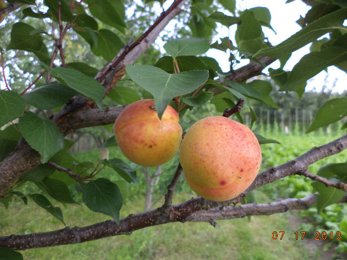 S-au copt caisele la Toplita; bune de mancat
