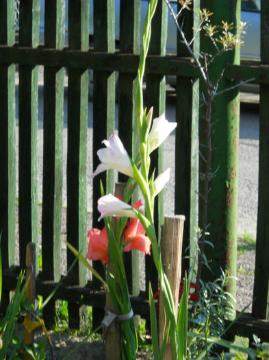 GLADIOLE