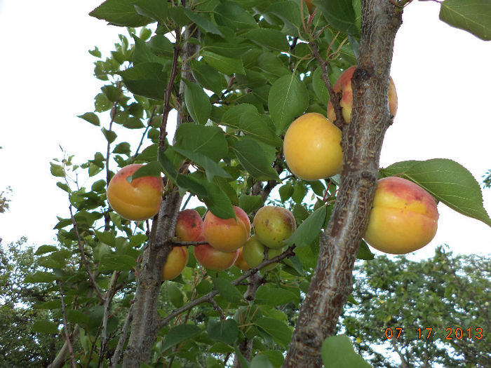 Caise de caise; de vanzare
