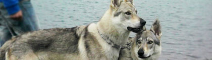 8 - z-Cehoslovac Wolf Dog