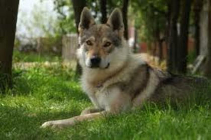 image - z-Cehoslovac Wolf Dog