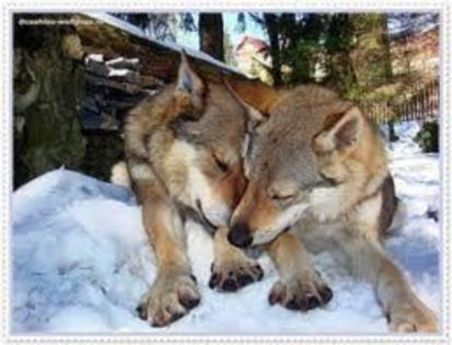 images - z-Cehoslovac Wolf Dog