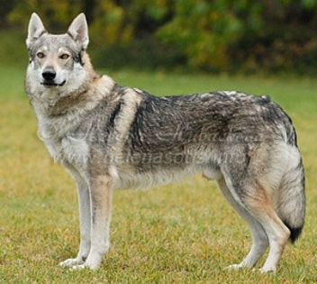 Lupus CW - z-Cehoslovac Wolf Dog
