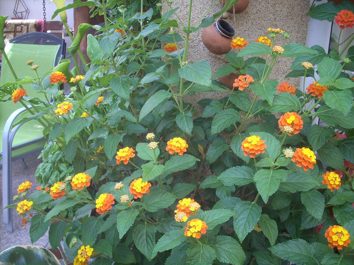 lantana portocalie - iulie 2013