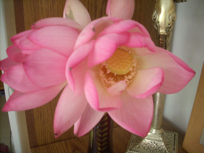 nuferi; nuferi infloriti
