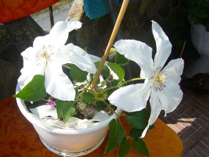 clematis beautifull bride - clematite