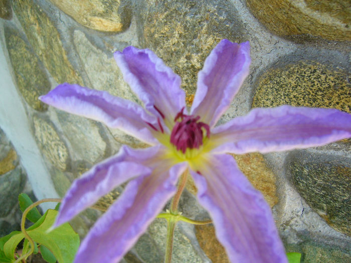 clematis laura - clematite