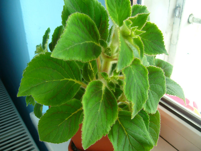 kohleria bibi