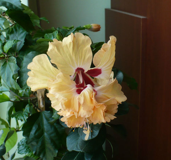 P1460555 - hibiscusi 2013