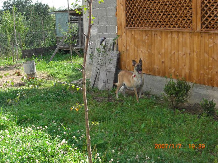 CIMG0659 - femela malinois Layca