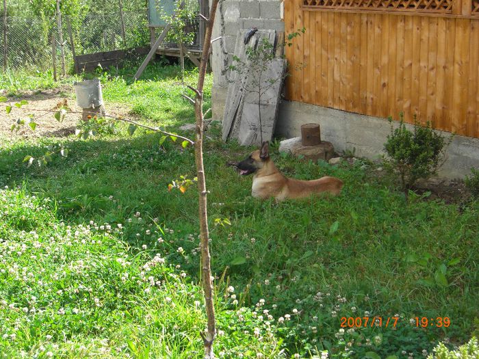 CIMG0661 - femela malinois Layca