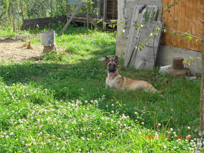 CIMG0668 - femela malinois Layca