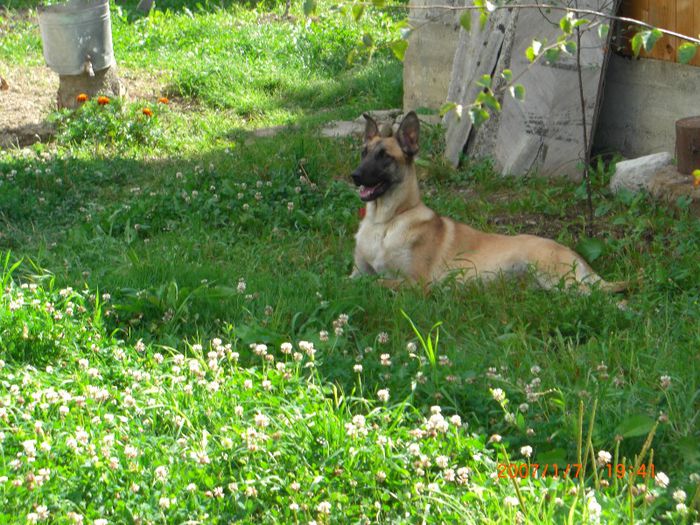 CIMG0669 - femela malinois Layca