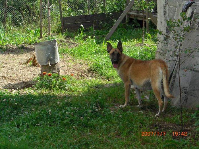 CIMG0671 - femela malinois Layca