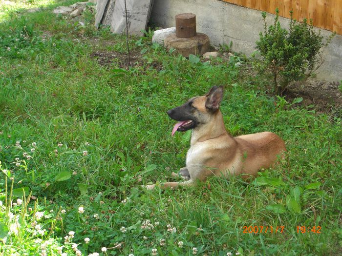 CIMG0672 - femela malinois Layca