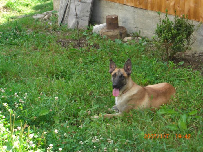 CIMG0673 - femela malinois Layca
