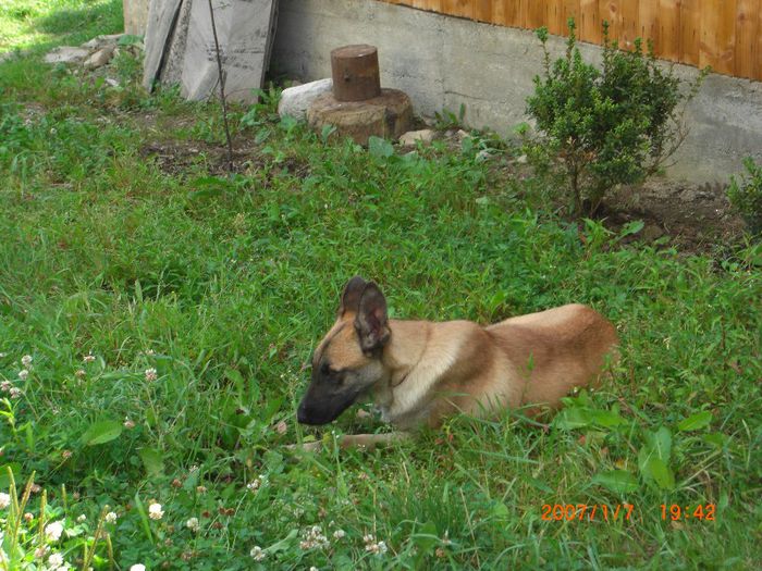 CIMG0674 - femela malinois Layca