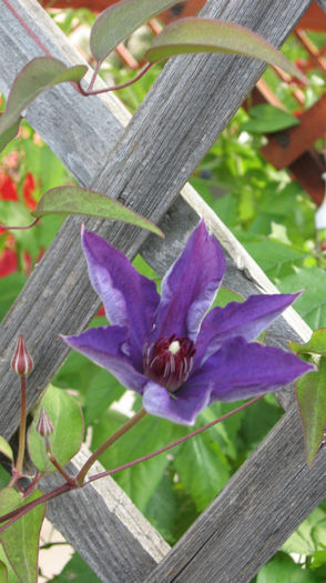 2013 160 - clematite