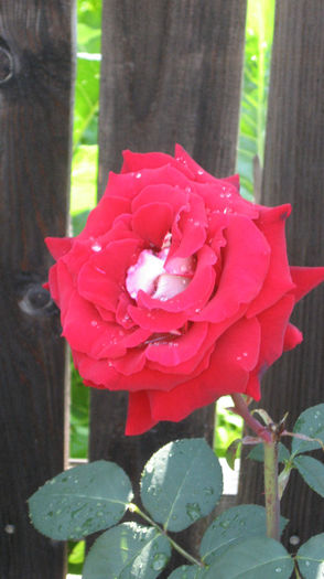 2013 OSIRIA - trandafiri
