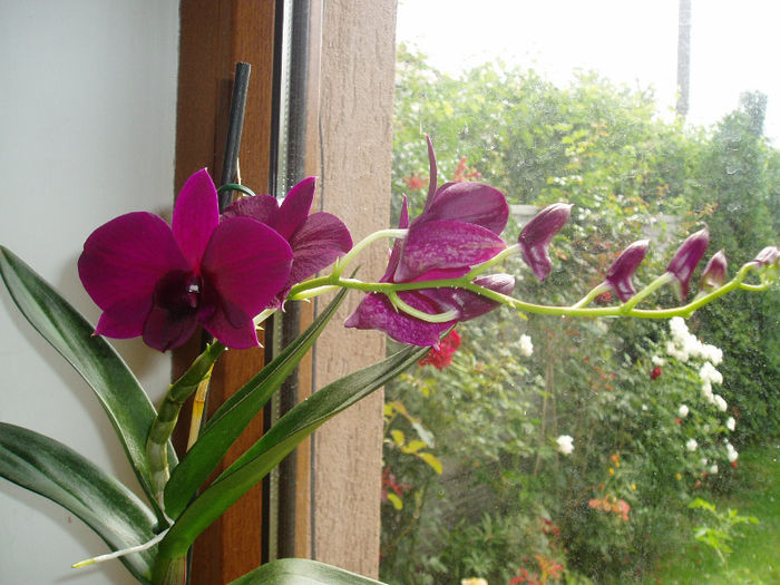 P1010394 - FLORI 2013