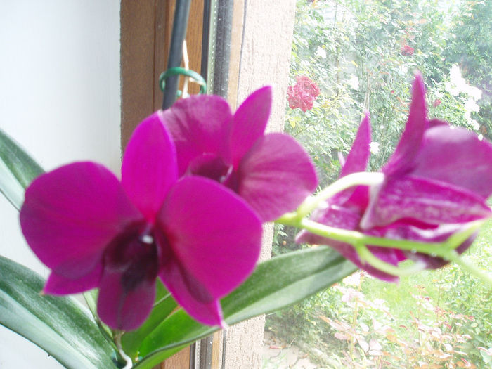P1010395 - FLORI 2013