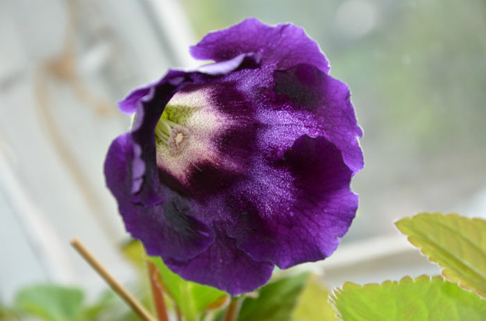 Tigrina Blue Dark Cristina - Gloxinii 2013