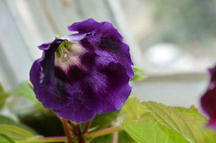 Tigrina Blue Dark Cristina - Gloxinii 2013