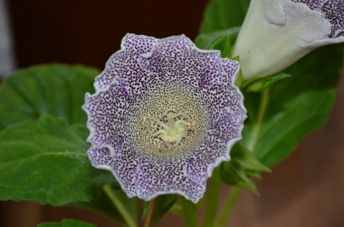 Speciosa Hibrid - Gloxinii 2013